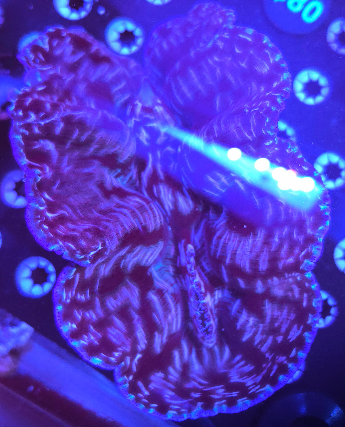 Derasa clam