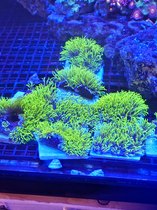 Green star polyp