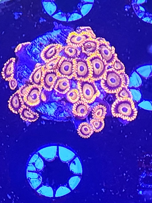 Zoanthids