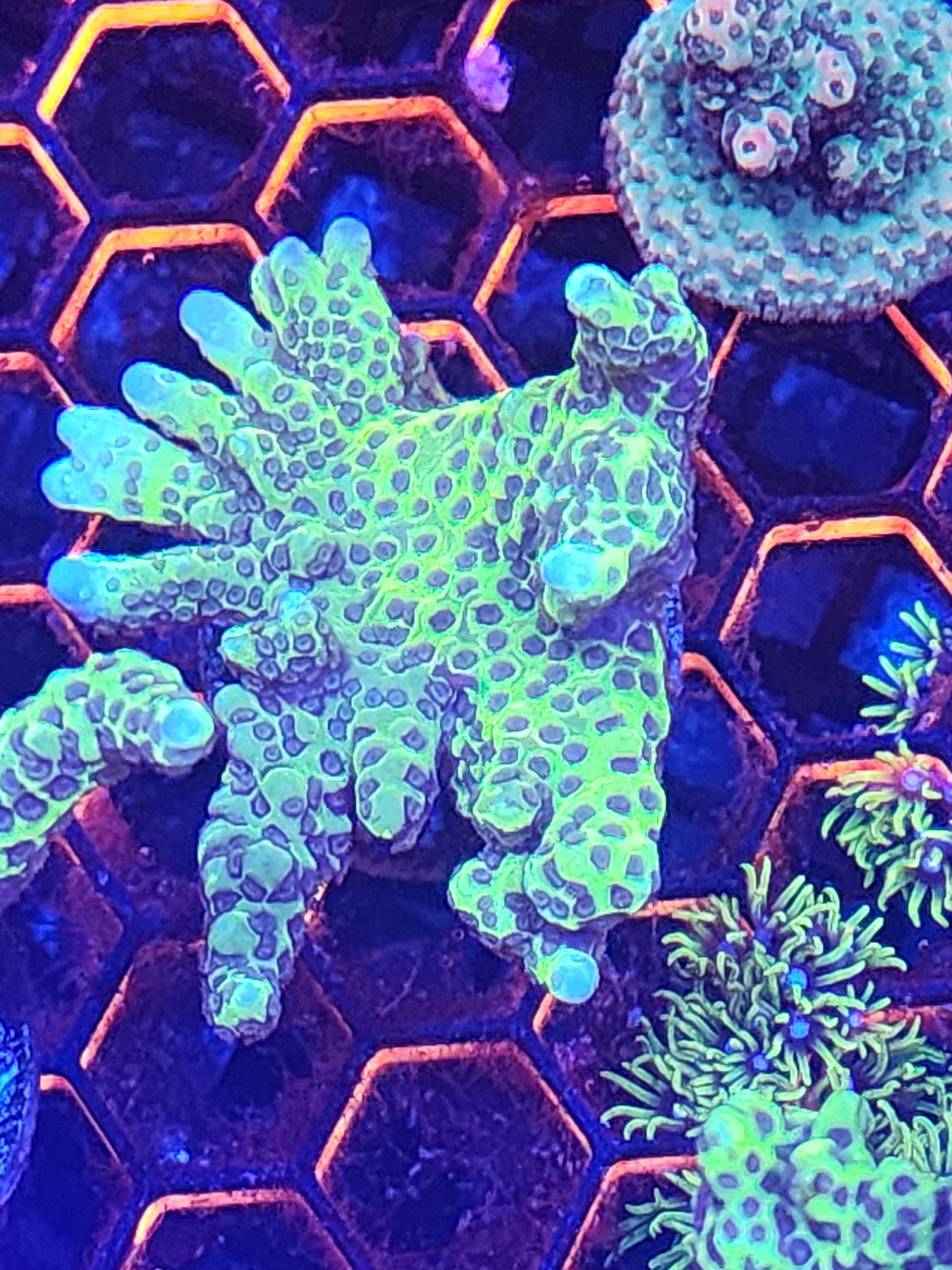 Green anacropora