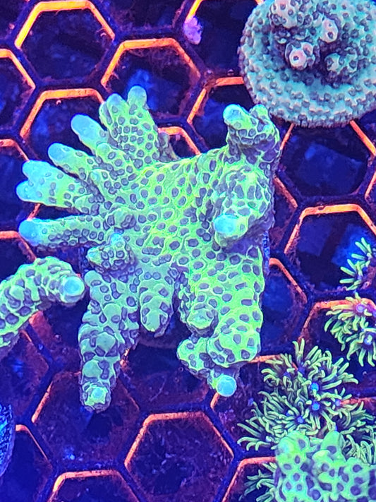 Green anacropora