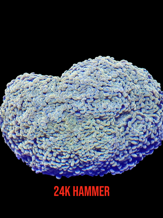 24k Hammer colony