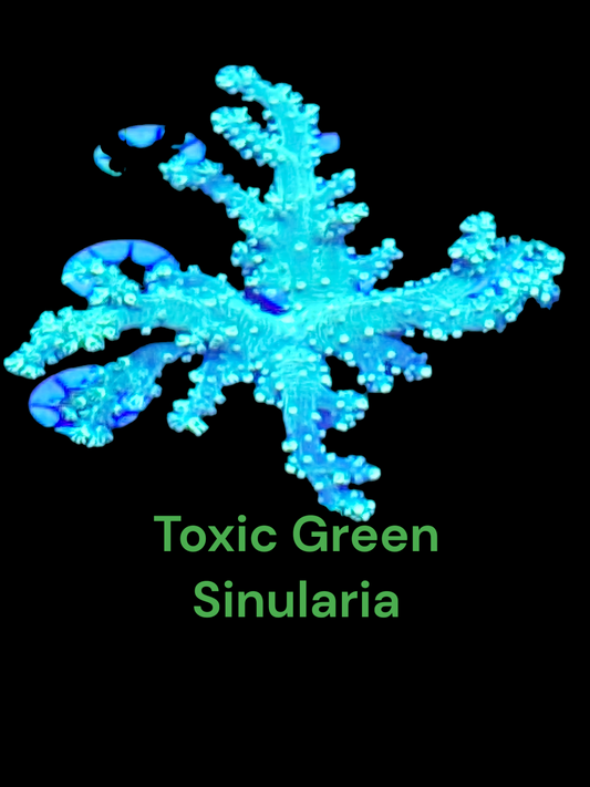 Toxic green sinularia colony