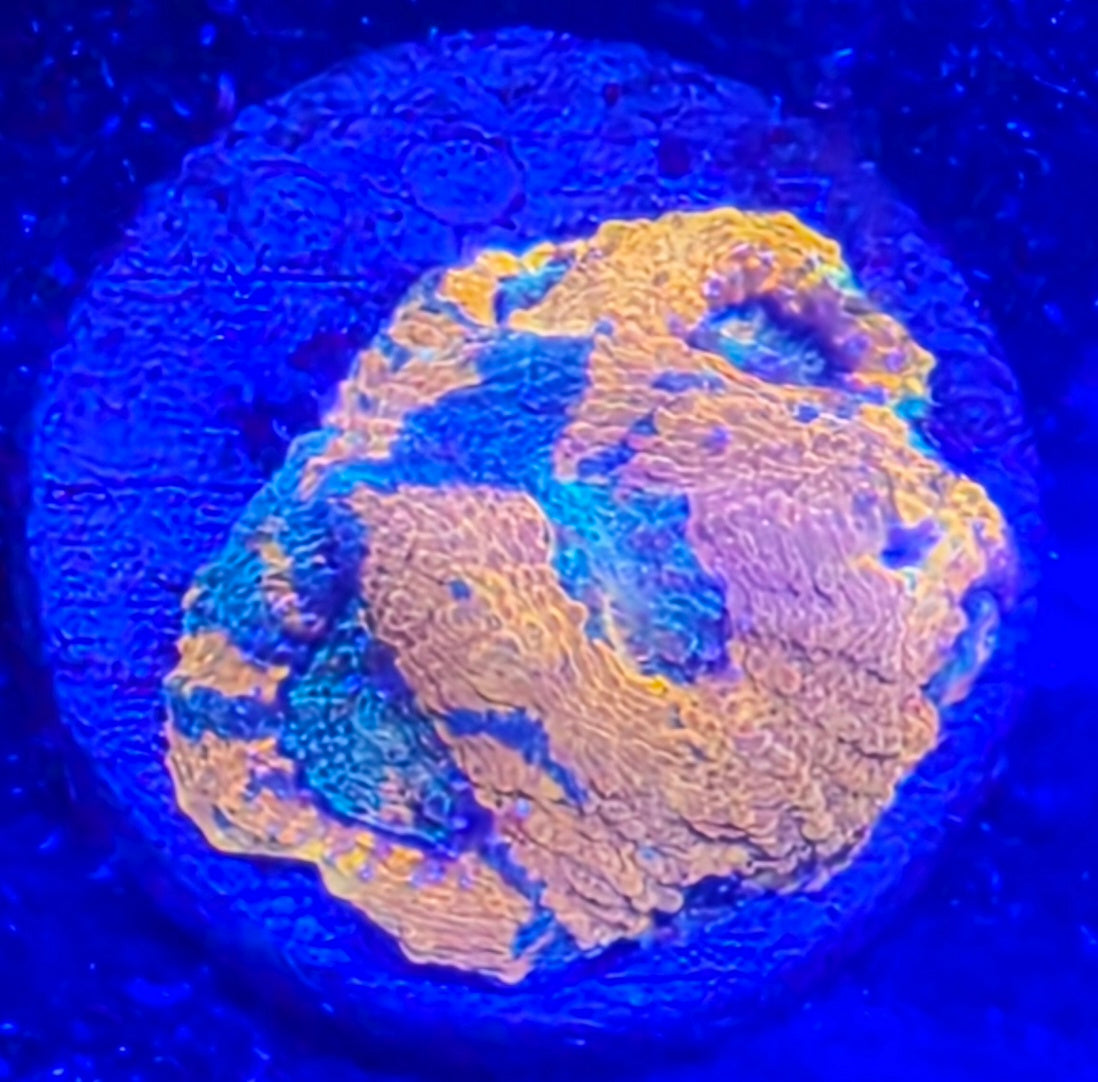 Acan echinata