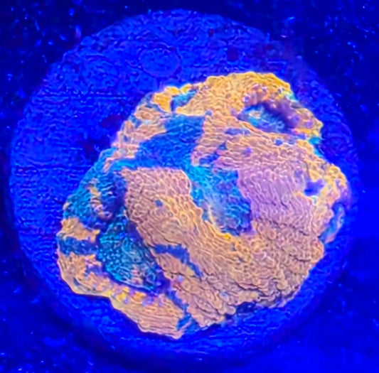 Acan echinata