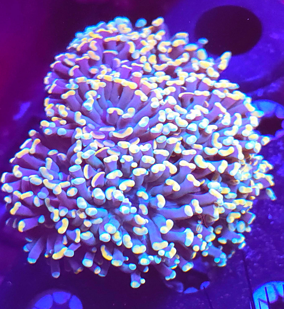 Orange hammer