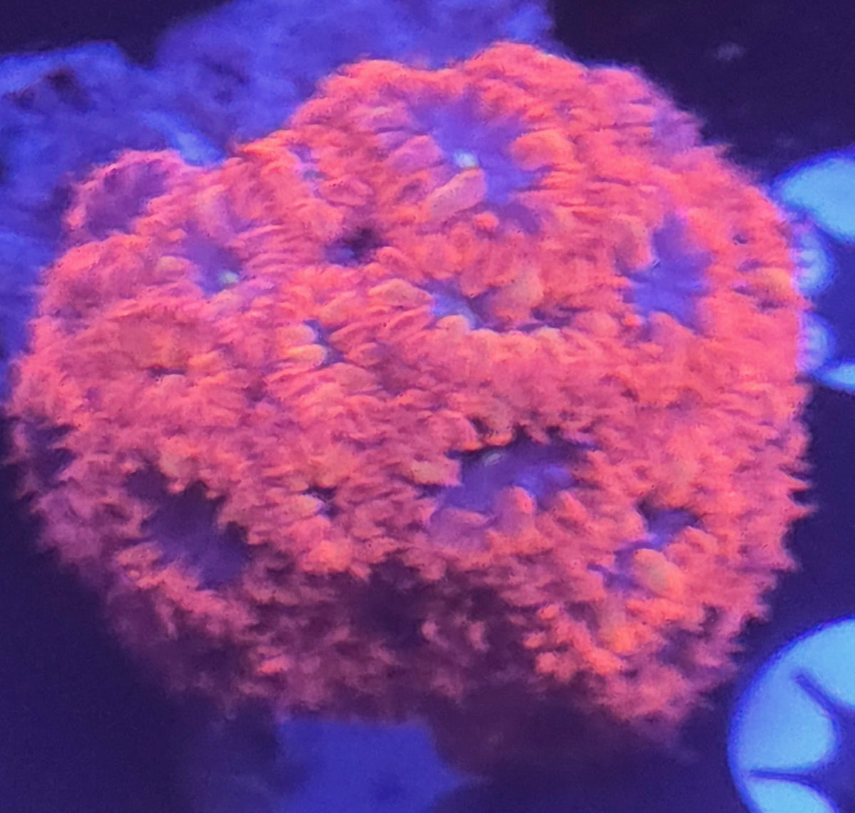 Micromussa