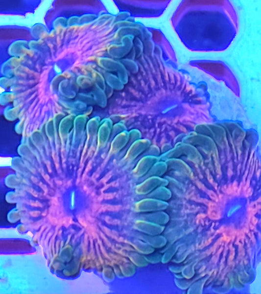 GMK zoa