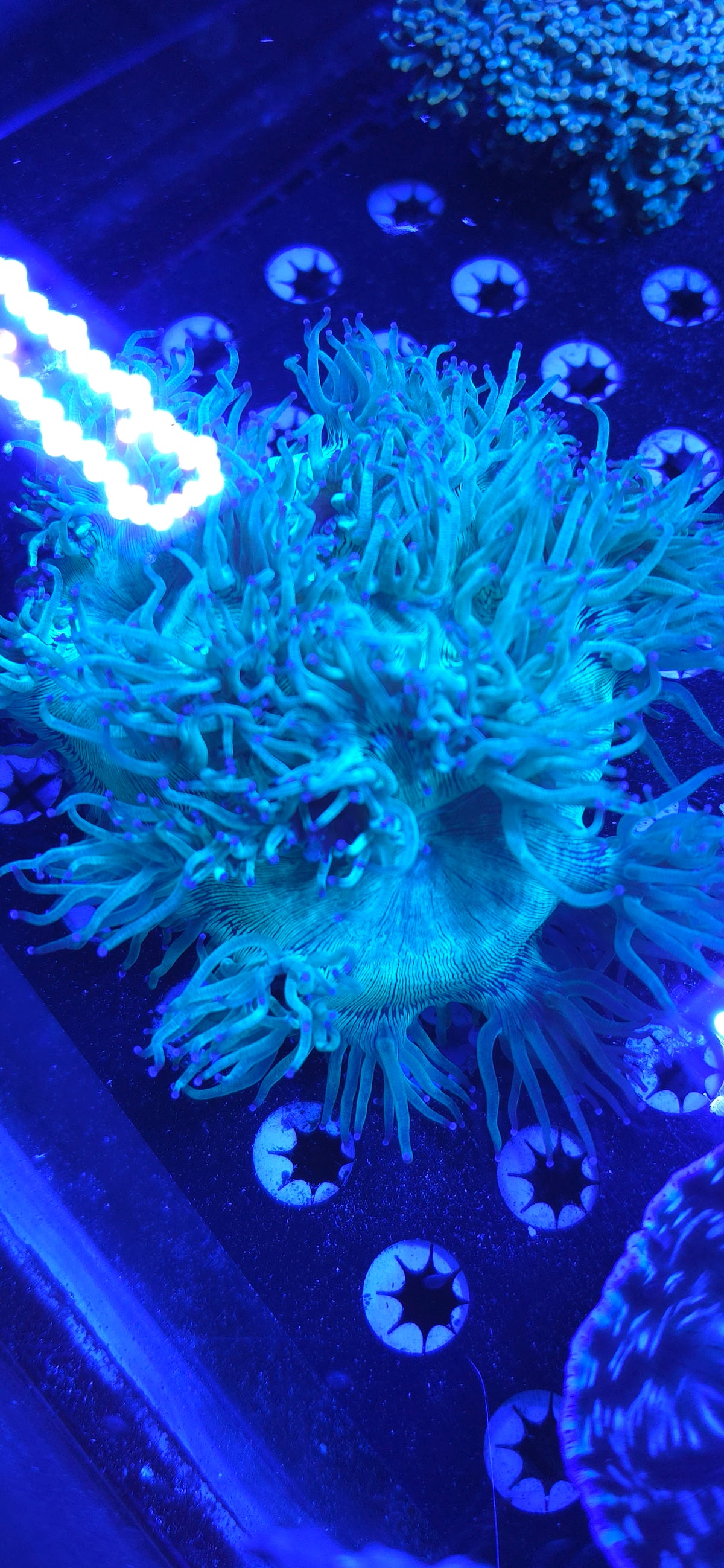 Elegance coral