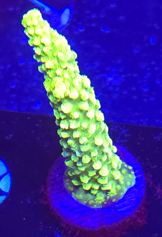 Green slimer