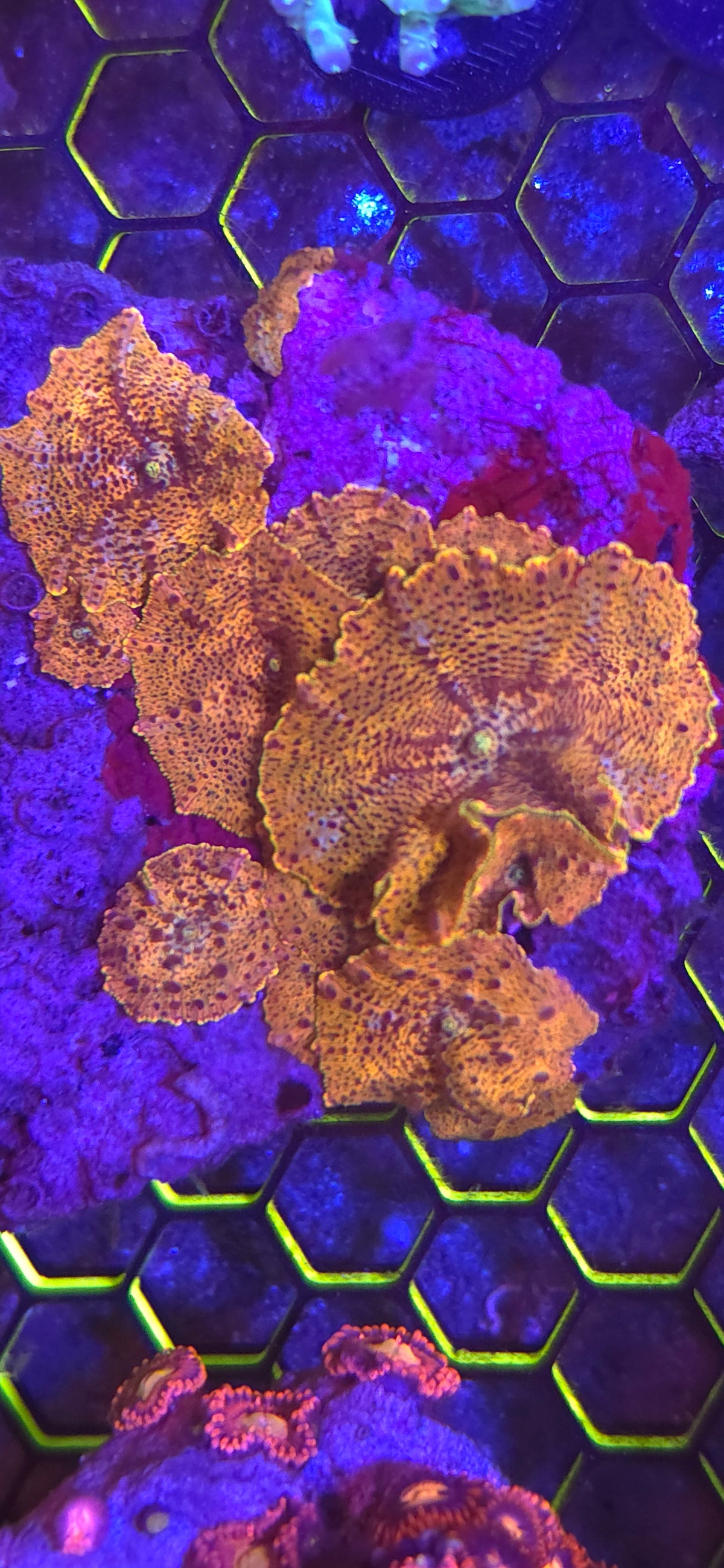 Mushroom
