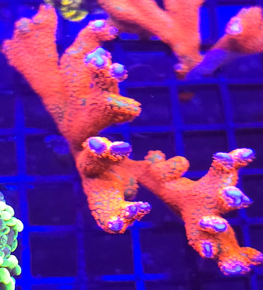 Montipora digitata