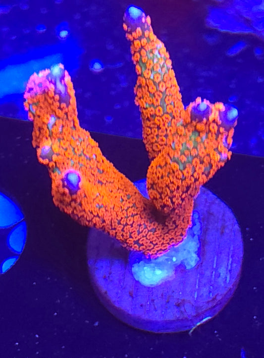Montipora digitata